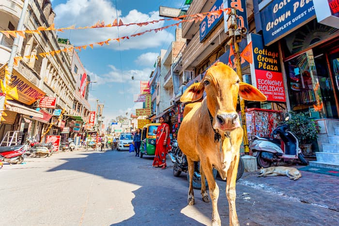 インドのメインバザールを歩く牛