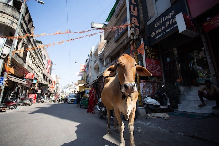 インドのメインバザールと牛の写真