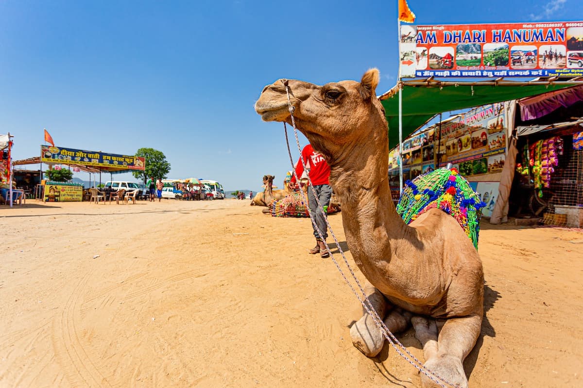 インドのラジャスタン地方。砂漠の街プシュカルのラクダ